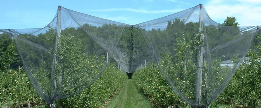 Anti hail netting over fruit trees and crops to keep hails, pest birds out.