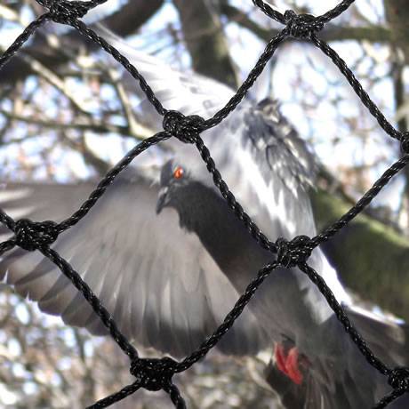 Bat netting keeps a grey bird outside.