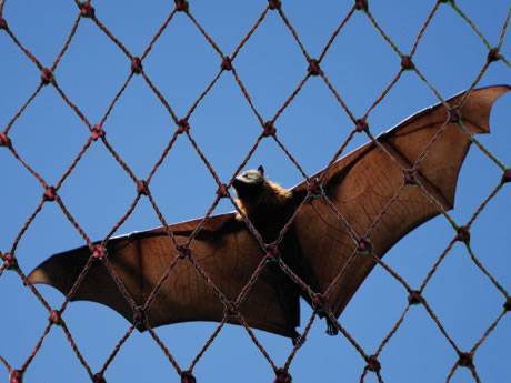 Bat netting keeps a brown bat outside.