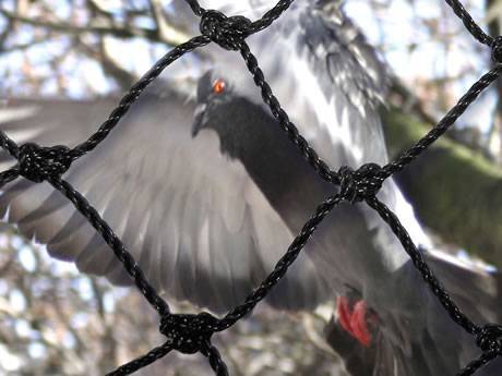 Strong knotted bird netting with square mesh for pigeons.