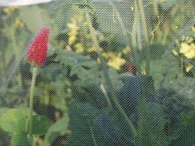 Butterfly protection netting as a barrier of cabbage white butterfly.