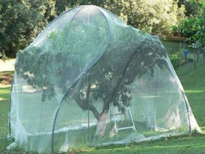 White fruit cage netting supported by frames covers a berry tree in case of bird pecking.