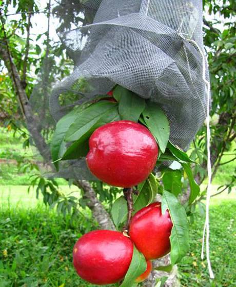 Bid red nectarines wrapped by mesh exclusion bags to keep birds and flies out.