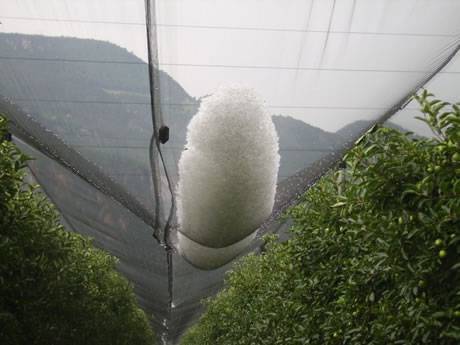 Hail netting protects fruit tress during storm and hail.