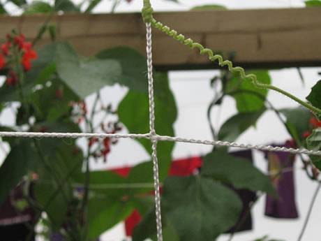 Knitted polypropylene trellis netting helps vine crops grow vertically and reduce space.