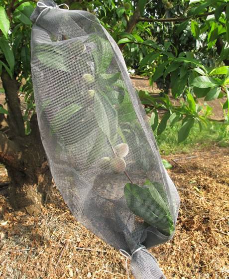 Grey color fruit cage netting bag for peach protection from birds.